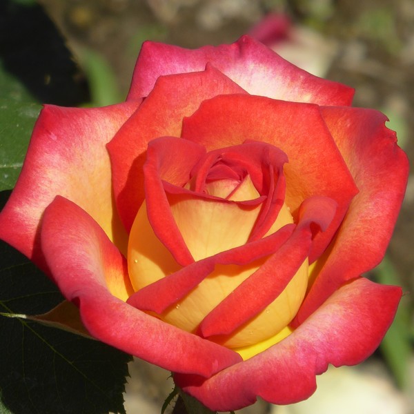 Rose im Pfarrgarten / Veronika Huemer Rose im Pfarrgarten