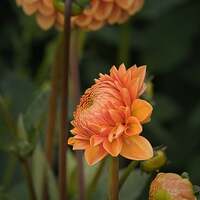 Blume