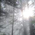 Licht durchflutet den Wald. © Maria Grill