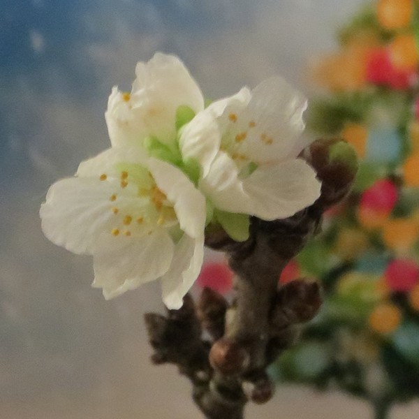 Kirschblüte