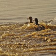 Enten / © Alexas_Fotos/pixabay.com/CC01.0 Enten