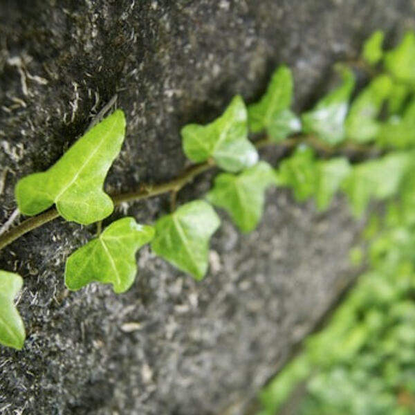 Ein Begräbnis vorbereiten / ©weinstock/pixabay.com/CC01.0 Ein Begräbnis vorbereiten