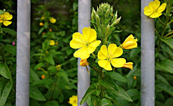 Blumen