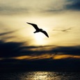 Möwe / © Unsplash/pixabay.com/CC01.0 Möwe