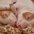 Schweine beim Schläfchen