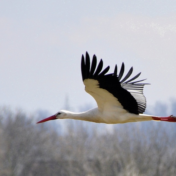 Pixabay : Der Weißstorch, Ciconia ciconia, ist ein sogenannter 'Kulturfolger', der das offene Kultur- und Agrarland der Flussniederungen besiedelt. Seine Horste errichtet er meist auf Schornsteinen hoher Gebäude, um diese frei anfliegen zu können und eine gu